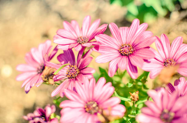 Floral abstract