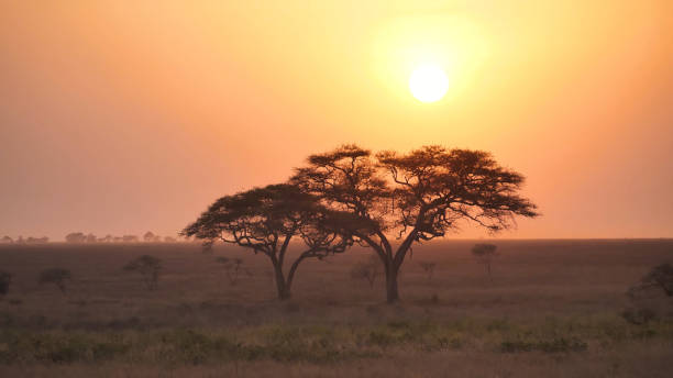 istock Beautiful sunset in Africa over two trees 1205508528