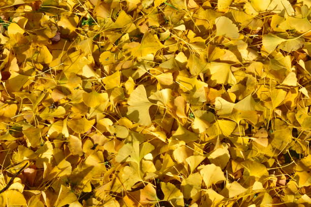 istock Autumn background with yellow fallen leaves. Autumn texture. 1205508967
