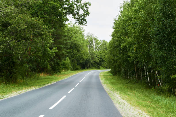 istock Grey long asphalt road goes in forest 1205509032