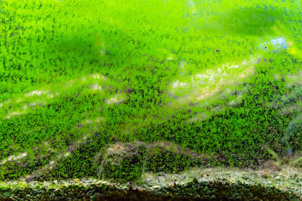 vidro sujo de aquário. algas crescendo na superfície do aquário. visão abstrata do fundo do organismo verde viscoso - algae slimy green water - fotografias e filmes do acervo