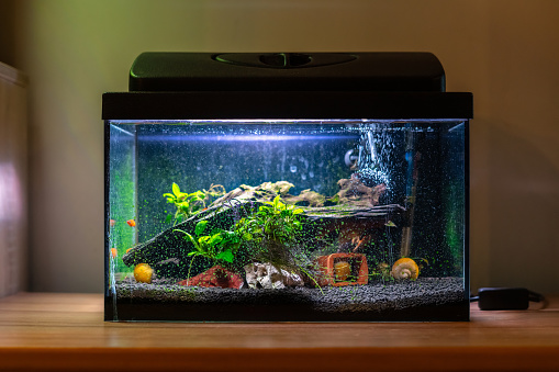 Pequeño acuario de peceras con caracoles de colores y peces en casa sobre mesa de madera. Fishbowl con animales de agua dulce en la habitación photo