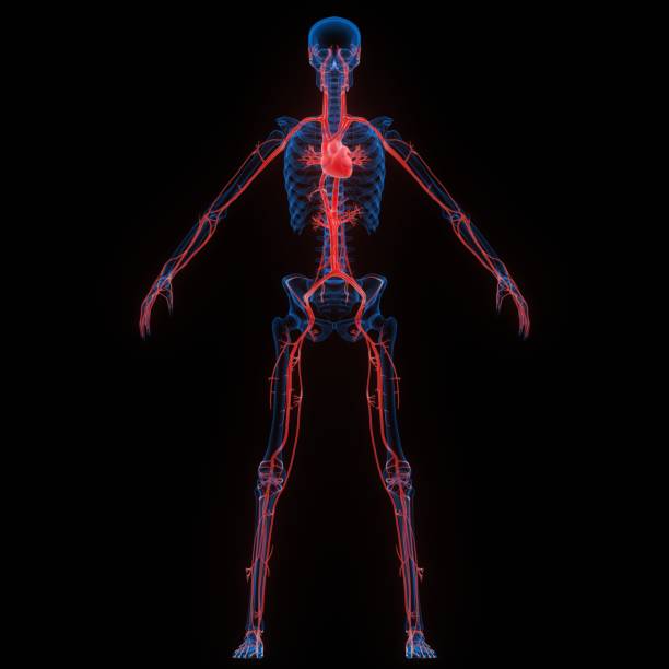 órgão interno humano do coração com renderização de raio-x 3d do sistema circulatório - human heart x ray image anatomy human internal organ - fotografias e filmes do acervo