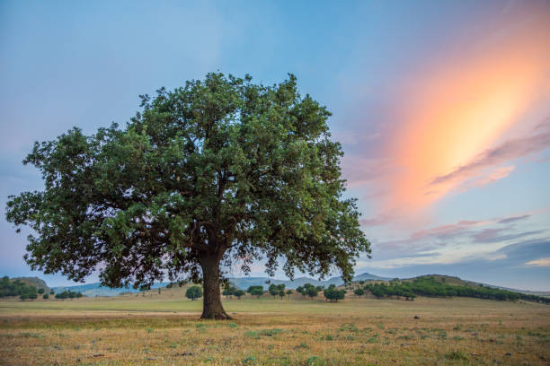 istock Beautiful landscape with a lonely oak tree and a rainbow 1205510166
