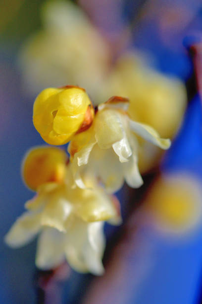 istock Winter Sweet / Chimonanthus praecox 1205510586