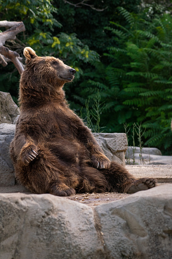 Funny brown bear sitting resting