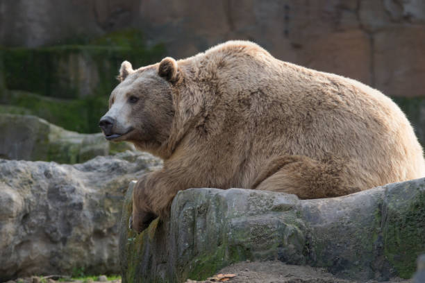 Brown bear sit on Grass
