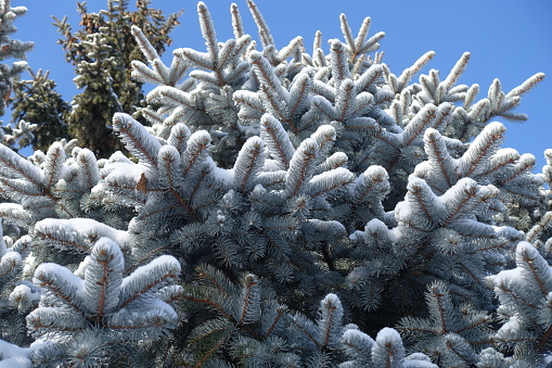 Waxy gray green leaves of blue spruce covered with snow against blue sky in winter