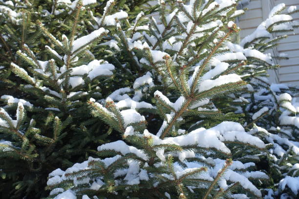 istock Evergreen branches of spruce covered with snow in winter 1205510880