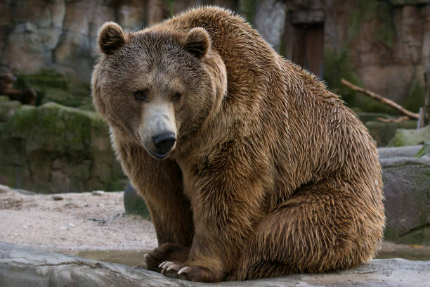istock Big brown bear sitting on a rock 1205510903