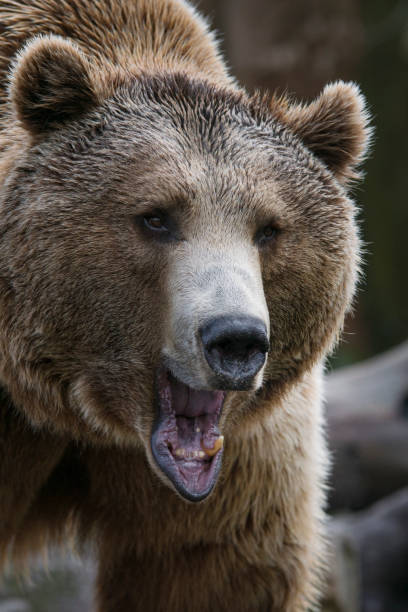 istock Brown bear opens his mouth angry 1205510937