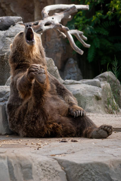 istock Funny brown bear yawning and touching one foot 1205511060