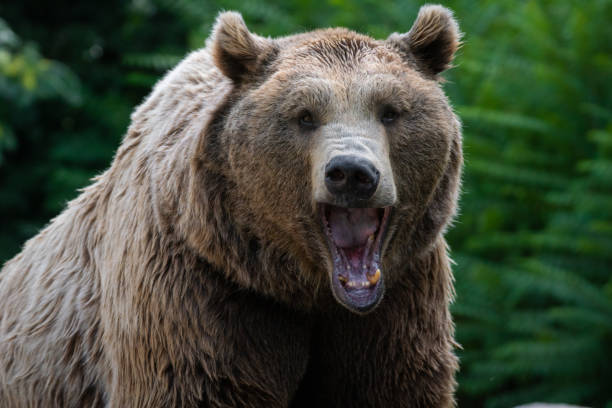 istock Mouth of a brown bear yawning 1205511067