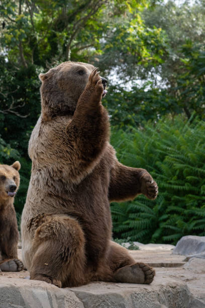 istock Funny brown bear say Hi in a zoo 1205511088