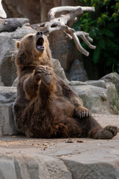istock Funny brown bear yawning and touching one foot 1205511116