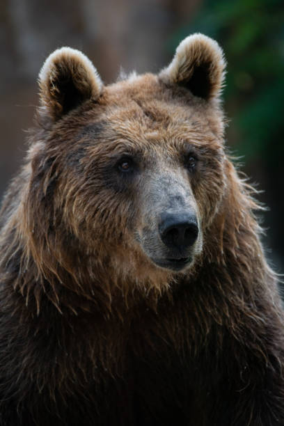 istock Face portrait of a brown bear 1205511627