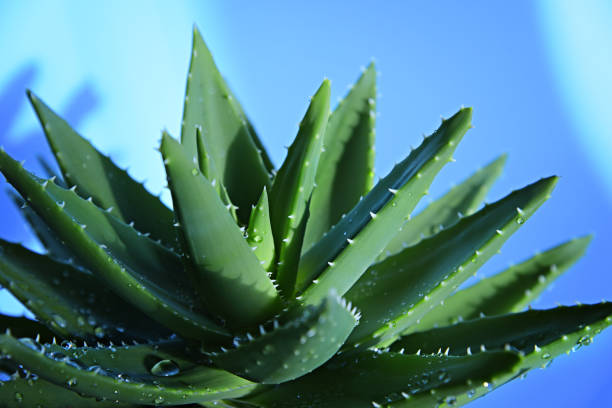 istock Aloe vera leaves with water drops. 1205511659