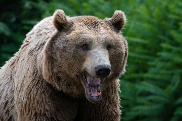 istock Mouth of a brown bear yawning 1205511698