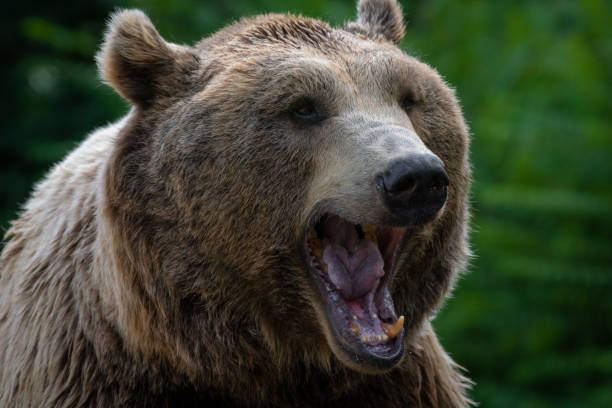 istock Mouth of a brown bear yawning 1205511740