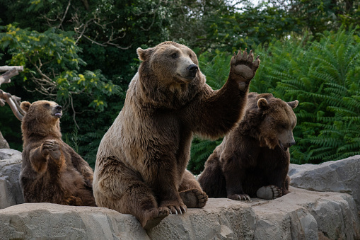 Funny brown bear say Hi in a zoo