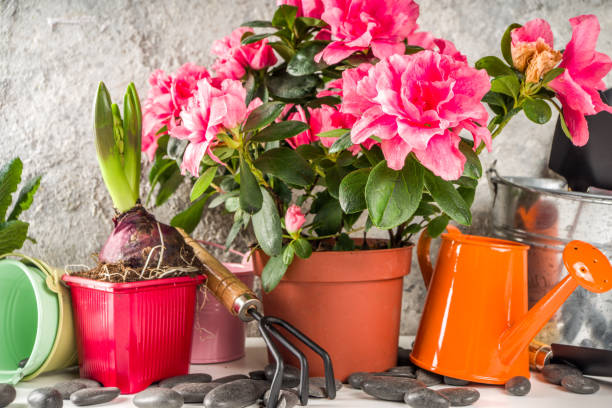 istock Home gardening 1205511867