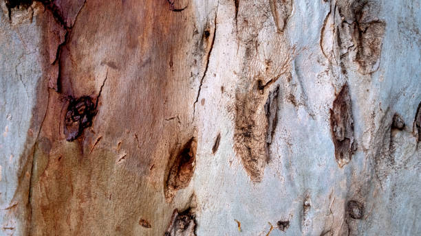 istock Tree bark texture. The body of the tree 1205512062