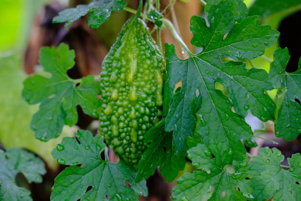 bitter gourd or bitter squas plants and leaves stock photo