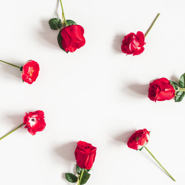 istock Flowers composition. Rose flowers on white background. Flat lay, top view 1205515398