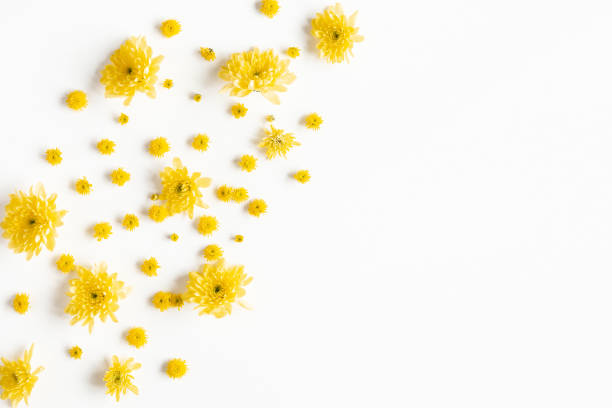 istock Flowers composition. Yellow chrysanthemum flowers on white background. Flat lay, top view 1205515678
