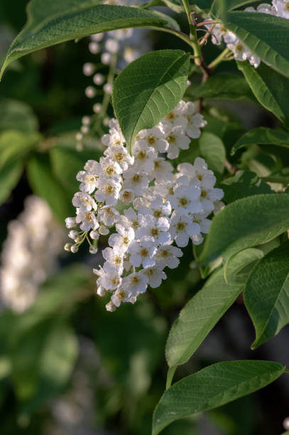 istock Prunus padus white flowering bird cherry hackberry tree, hagberry mayday tree in bloom, ornamental park flowers on branches 1205515812