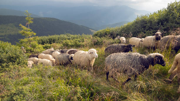 istock Sheep graze in the mountains. Traditional economy Highlanders 1205516236