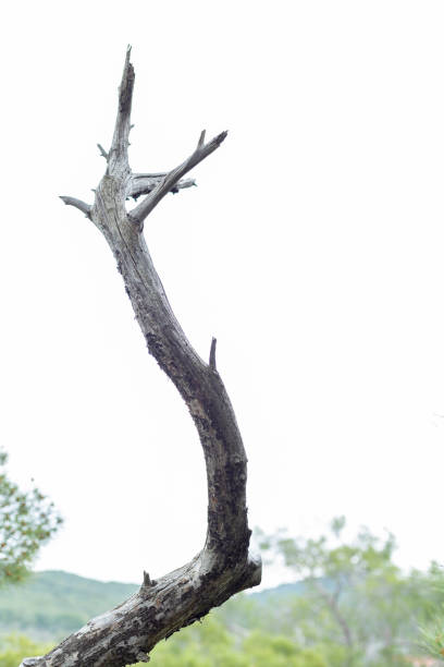 dry tree, dead branch, beyz Sky, Autumn