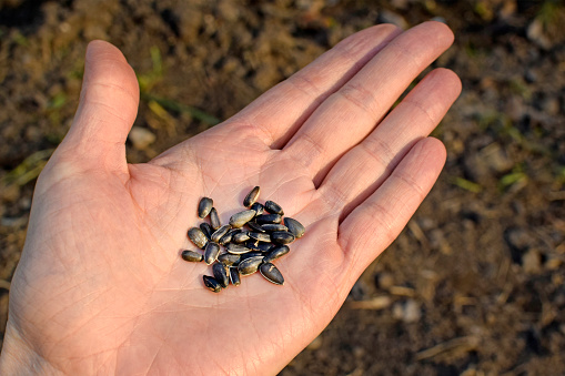 Decorative sunflower seeds on a girl's hand. On the open palm are the seeds of flowers. Harvesting seeds in the fall.