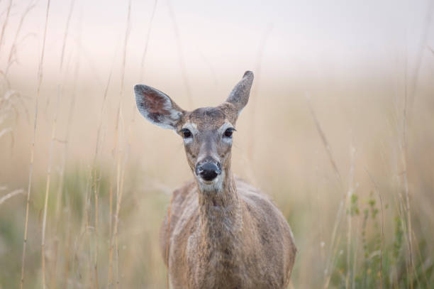 istock A Whitetail deer in a wide open field in soft light with a grassy background. 1205523807