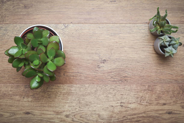 istock Office or home office desk with decorative plants and cactus on wooden table 1205523880