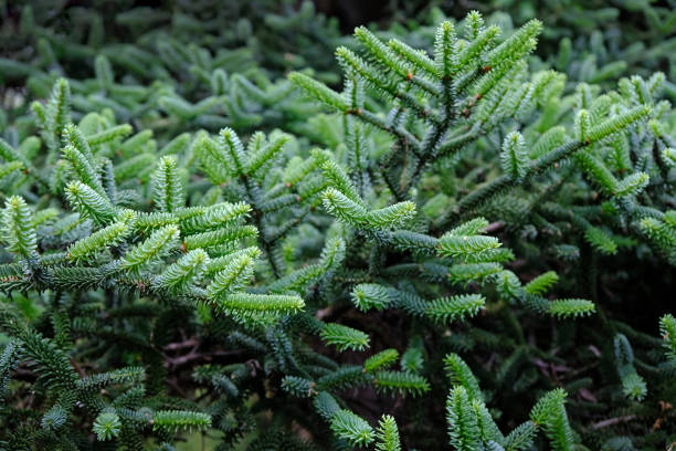 istock branches of a green Christmas tree in summer close-up background. 1205524094