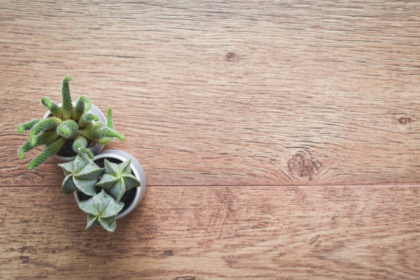 Office or home office desk with decorative plants and cactus on wooden table
