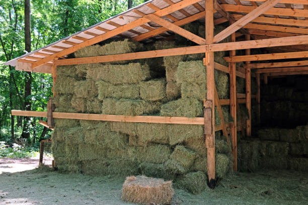 istock Hay in square bales folded under a wooden shed. 1205524176