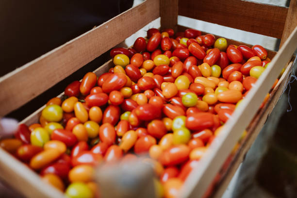 istock Fresh Tomatoes from the market in Italy 1205524229