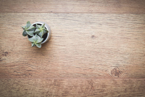 istock Office or home office desk with decorative plants and cactus on wooden table 1205524313