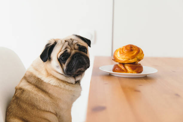 cute dog waiting for the dinner with tasty buns - pastry danish pastry bread pastry crust imagens e fotografias de stock