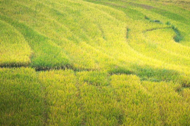Rice fields on terraced in sunset at SAPA, Lao Cai, Vietnam. Rice fields prepare the harvest at Northwest Vietnam