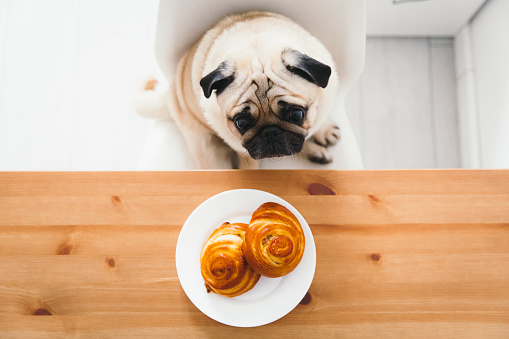 Small beautiful dog - pug breed sits on the chair waiting to eat two tasty cinnamon danish buns from the white plate on the wooden table in Scandinavian style dinner room - restaurant, street food, shopping concept