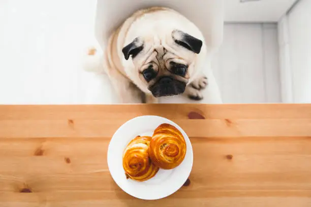 Photo of Cute dog waiting for the dinner with tasty buns