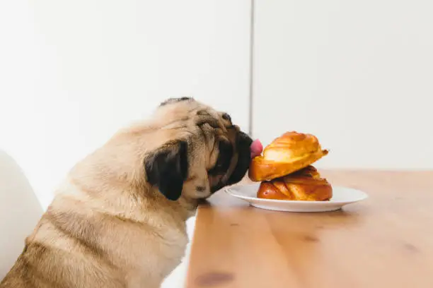 Photo of Cute dog waiting for the dinner with tasty buns