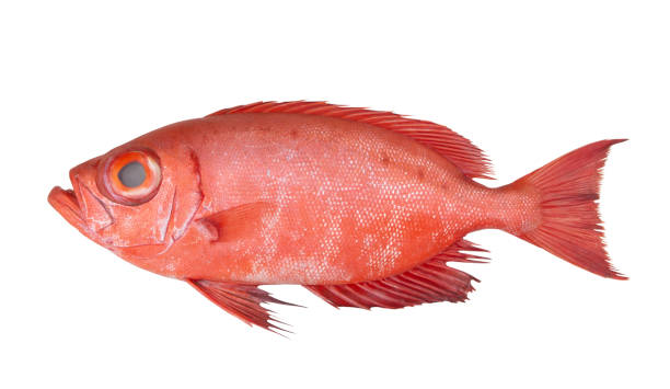 istock Red sea perch or bigeye fish isolated 1205526748