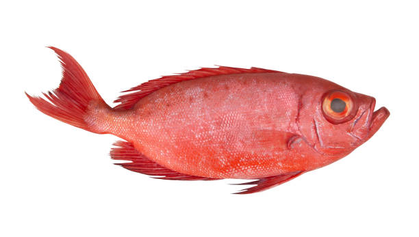 istock Red sea perch or bigeye fish isolated 1205526777