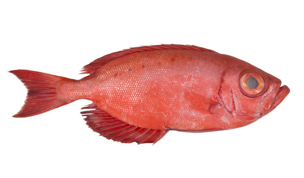 istock Red sea perch or bigeye fish isolated 1205526861