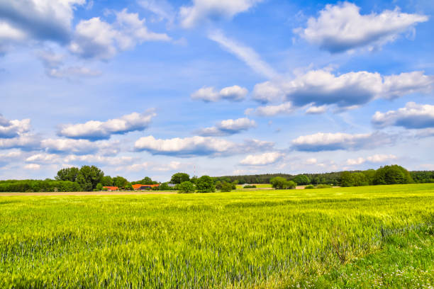 A dry field next to a green forest.