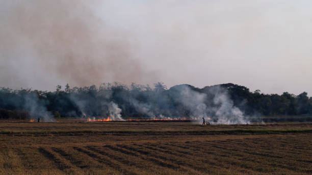 istock Air pollution PM2.5.Open agricultural burning 1205527239